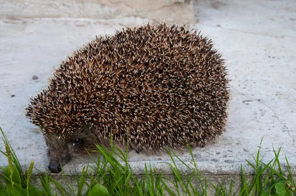 Egel — Stockfoto