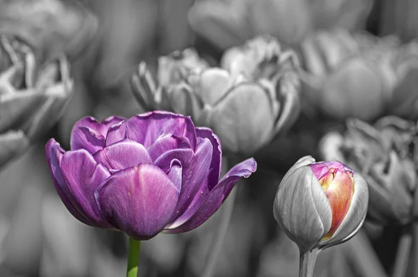 Χρώμα Και Ασπρόμαυρο Violet Τουλίπα Και Πολύχρωμο Μπουμπούκι Ένα Μαύρο — Φωτογραφία Αρχείου