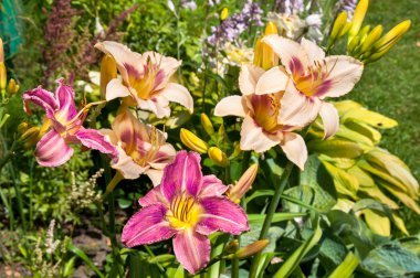 daylily hafif mor güzel çiçekler kartpostal