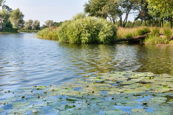 Paisaje de verano con árboles a orillas del lago forestal —  Fotos de Stock