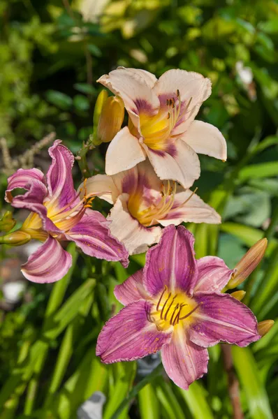 Daylily light violet beautiful flowers postcard — Stock Photo, Image
