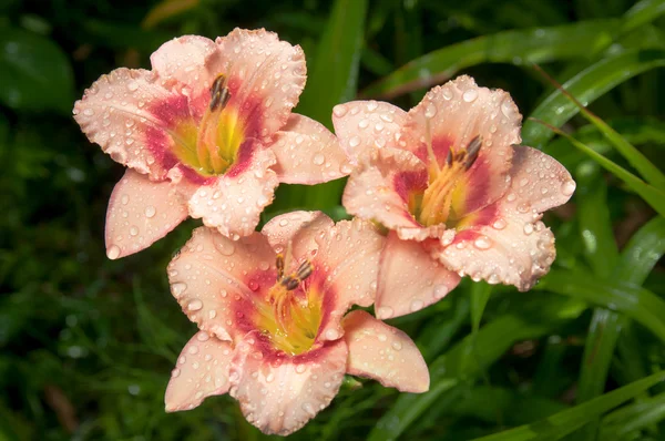 Kvetoucí daylilies - hemerocallis - v summersun v zahradě — Stock fotografie