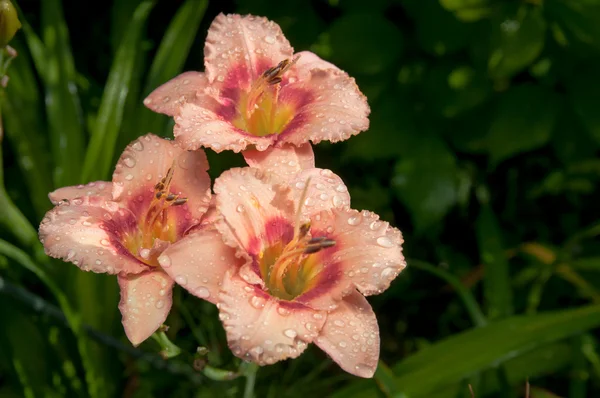 Kvetoucí daylilies - hemerocallis - v summersun v zahradě — Stock fotografie