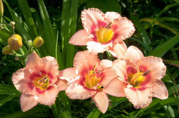 Kvetoucí daylilies - hemerocallis - v summersun v zahradě — Stock fotografie