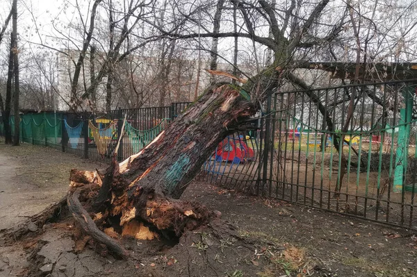 Fallen Tree Hurricane Courtyard Moscow Tree Roots Upside Wind Lies — Stock Photo, Image