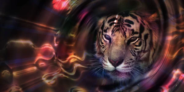 ライトポータルでタイガーの肖像画 野生動物の保全の概念 絶滅危惧種 — ストック写真