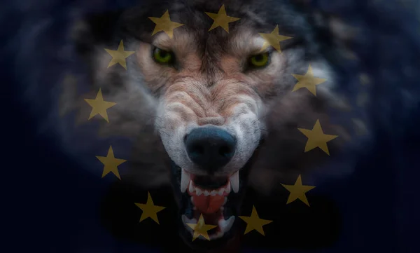 Flagge Der Europäischen Union Auf Die Schnauze Eines Wolfs Projiziert — Stockfoto