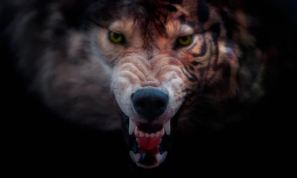 ハーフトラとオオカミの肖像画のコラージュ — ストック写真