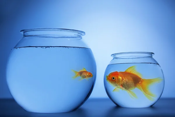 balık yuvarlak kase