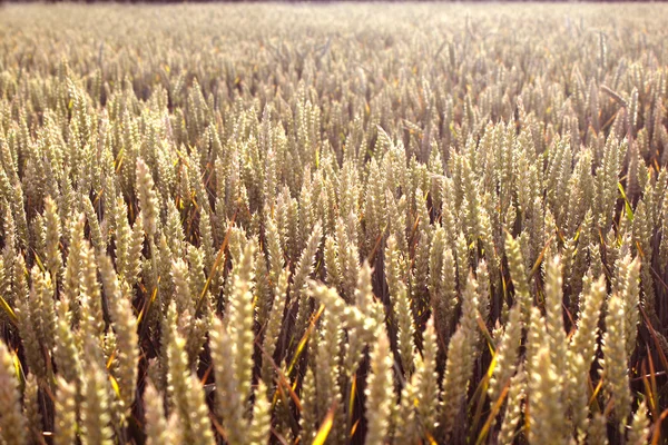 Campo de trigo — Fotografia de Stock