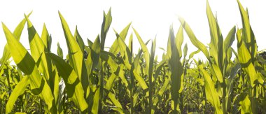 Corn field foliage close-up at the sunset clipart