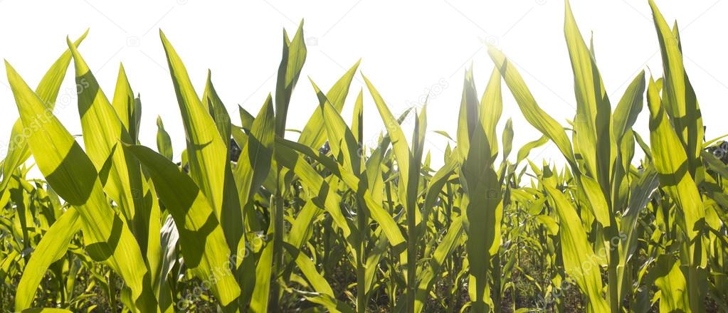 Corn field foliage close-up at the sunset