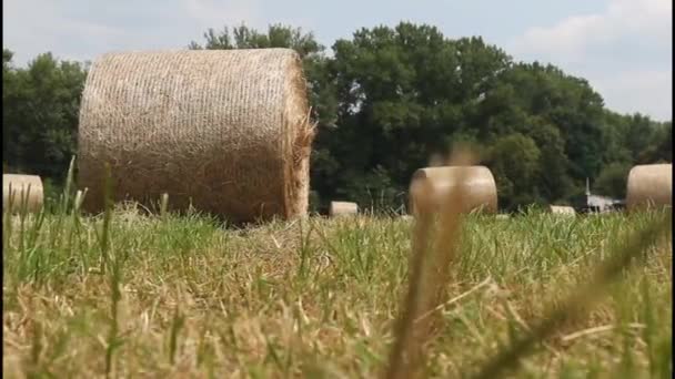 Package of hay — Stock Video