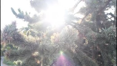 ışık gölge Noel ağacı