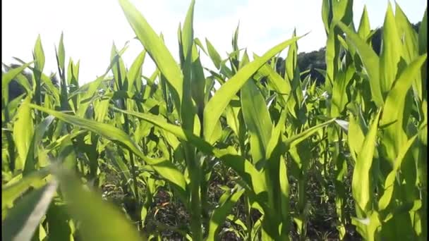 Fogliame del campo di mais primo piano al tramonto — Video Stock