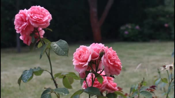 Roses pulvérisées — Video