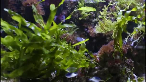 Marine algae aquarium — Stock Video