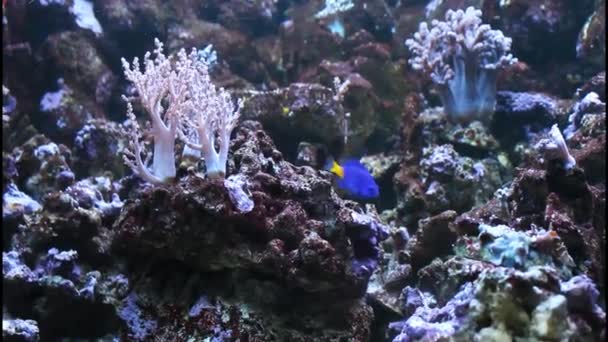 Θαλασσινά ψάρια και κοράλια στο no.02 το ενυδρείο — Αρχείο Βίντεο