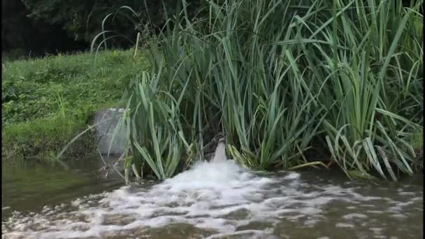 Wasserquelle in der Natur — Stockvideo