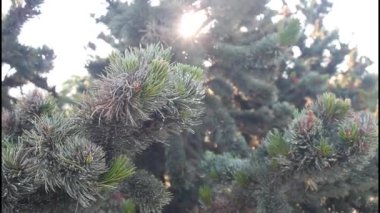 ışık gölge Noel ağacı no.02
