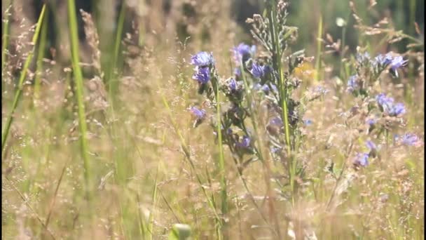 夏の草原 — ストック動画