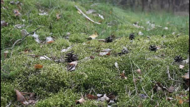 Musgo en el bosque — Vídeos de Stock