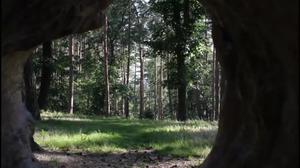 Agujero en la base del árbol — Vídeos de Stock