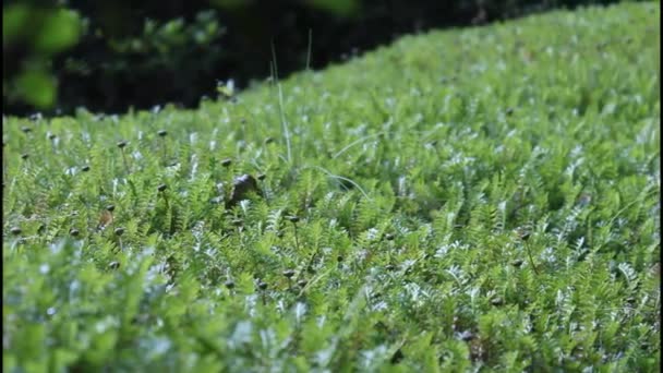 Moss in the garden — Stock Video