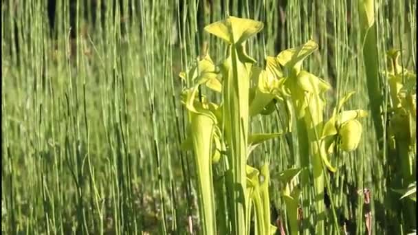 Beau groupe de plantes pichet, plante carnivore Sarracénie 