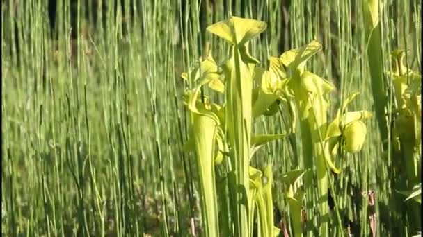 Vacker grupp av pitcher växter, köttätande växt sarracenia — Stockvideo