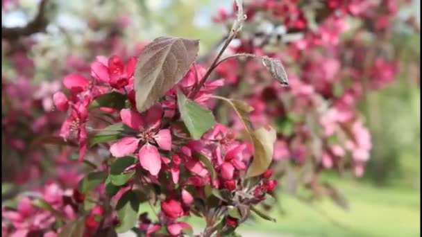 Kwitnienie wiśni — Wideo stockowe