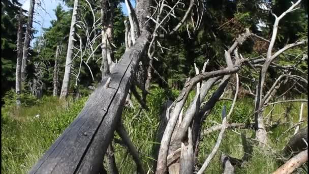 Árbol viejo seco — Vídeos de Stock