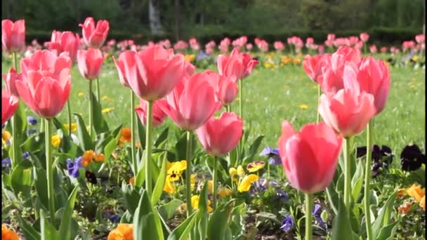 Tulipanes en el jardín — Vídeo de stock