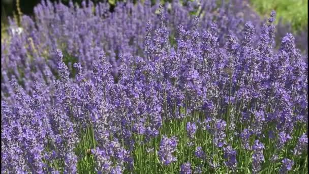 Abeja en una flor — Vídeos de Stock