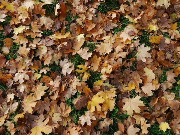 Löven faller i november nr 01 — Stockfoto