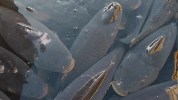 Czech tradition Christmas fish, live carp in the tub — Stock Video