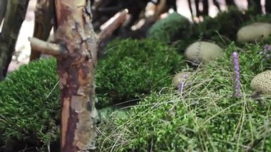 ortak kurtmantarı ya da şeytanın yeraltı-kutusunda yeşil yosun. No.02