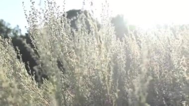 güneş ışığı alan. sonbahar. Güneş parlıyor. sıcak Renk tonlu arka aydınlatmalı.