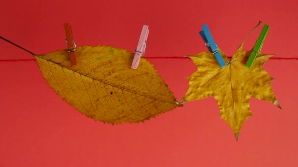 Solmuş yapraklar clothesline turuncu zemin üzerine asılı — Stok video