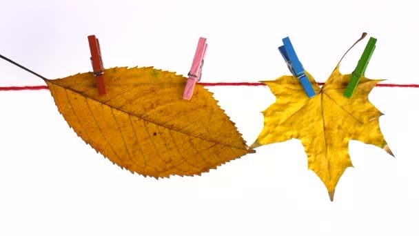 Verwelkte Blätter hängen an einer Wäscheleine auf weißem Hintergrund — Stockvideo