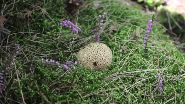 Wspólne puffball lub diabła Tabakierka w mech zielony. No.01 — Wideo stockowe