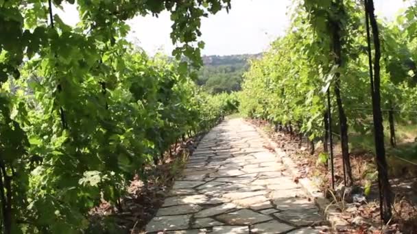 Stone path through vineyard landscape in summer — Stock Video
