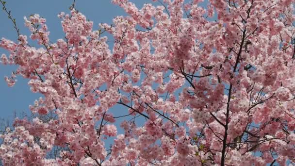 Flowering cherry tree densely covered — Stock Video