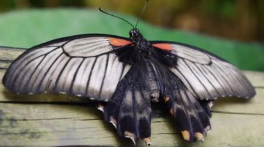 Kelebek üzerinde Ahşap korkuluk