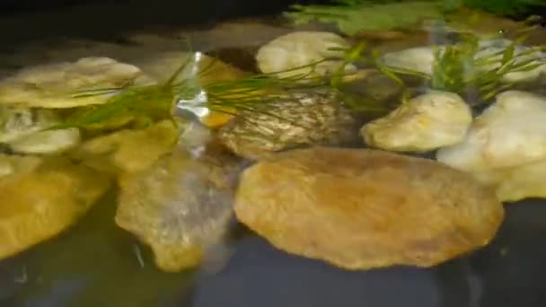 Traditional natural garden pond — Stock Video