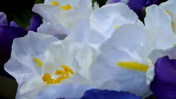 Witte orchideeën — Stockvideo