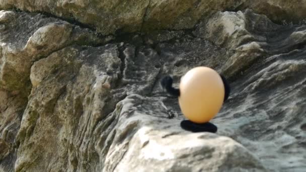 Escalando huevos divertidos — Vídeo de stock