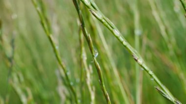 otlar rüzgarda sallayarak.