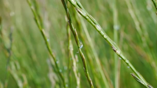 Secouer l'herbe dans le vent .