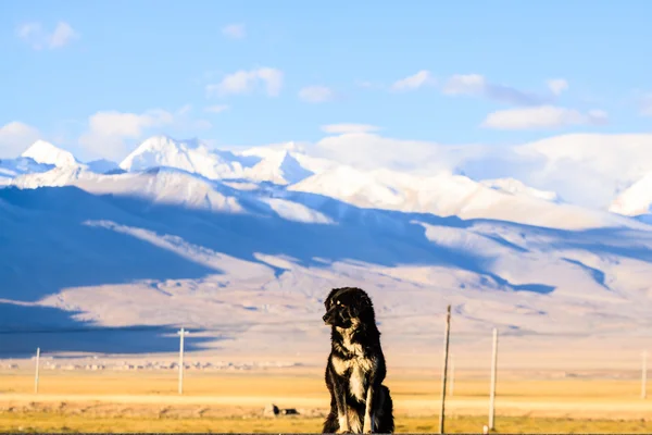 Tibetský mastif — Stock fotografie